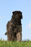 BOUVIER DES FLANDRES 337